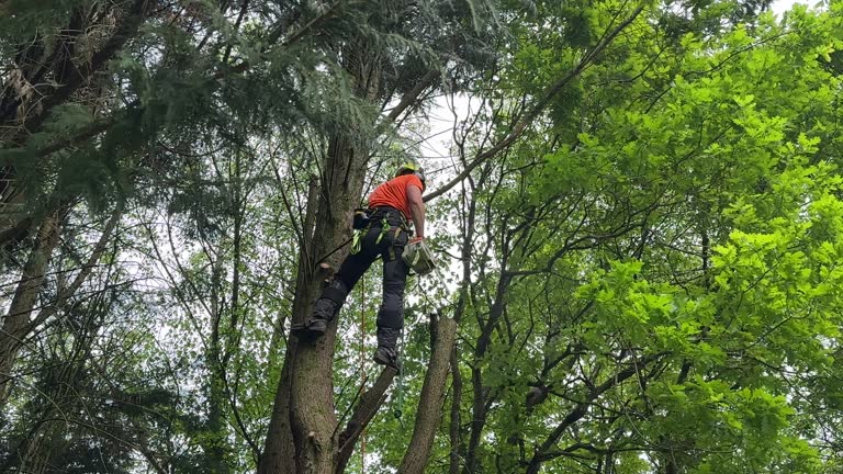 Professional Tree Services in Morgantown, PA